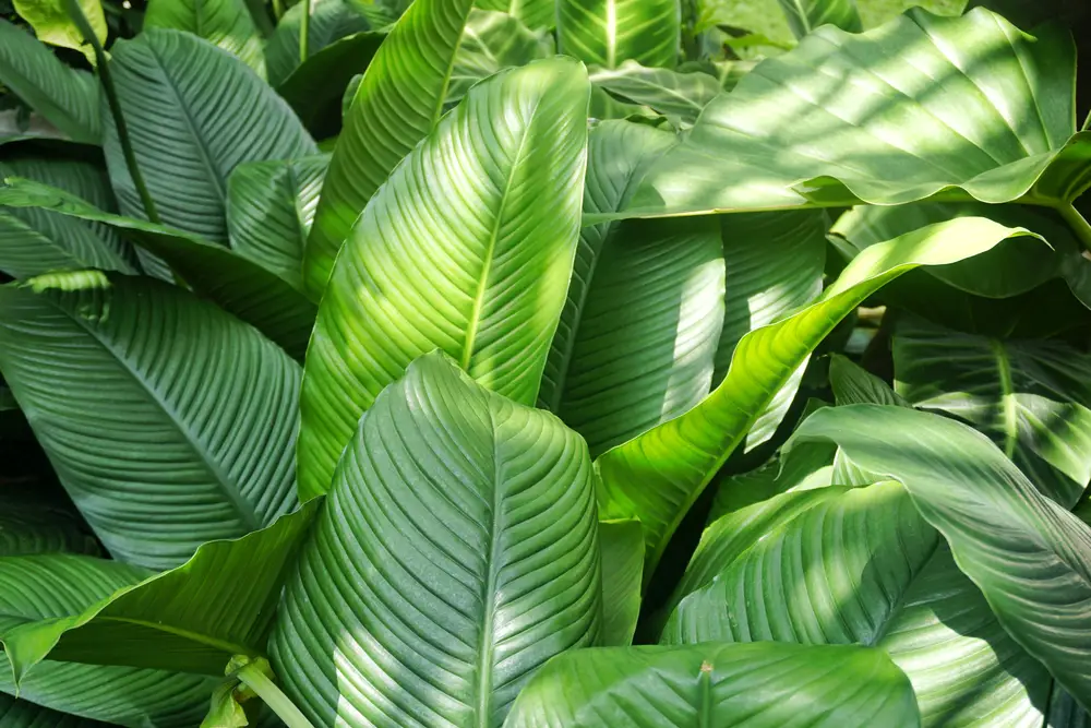 Calathea Lutea or Banana Calathea - 21 Stunning Calathea Varieties You Will Love - Plus Care Guide