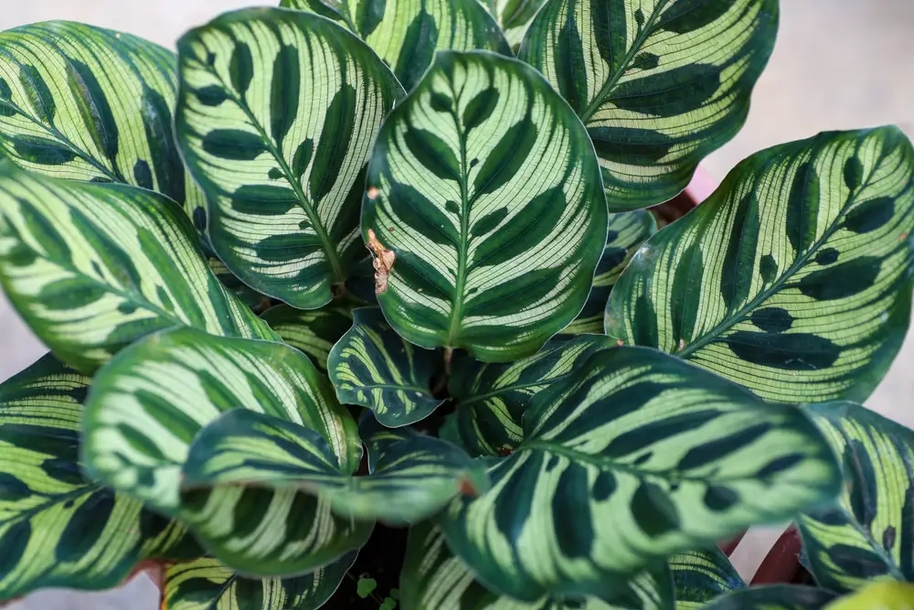 Calathea Makoyana or Peacock Plant - 21 Stunning Calathea Varieties You Will Love - Plus Care Guide