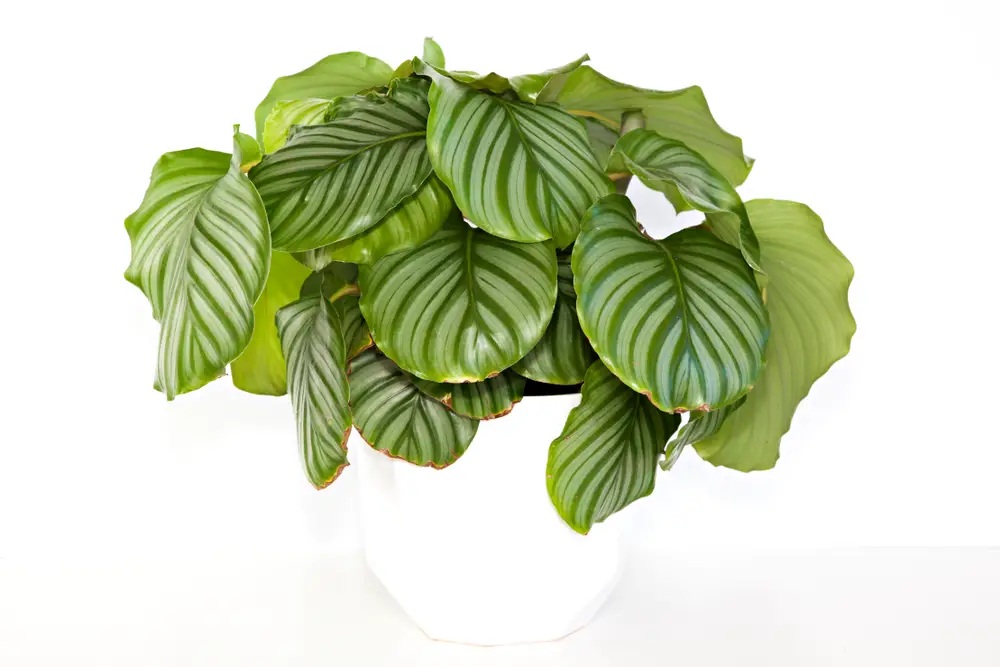 Calathea Orbifolia  - 21 Stunning Calathea Varieties You Will Love - Plus Care Guide