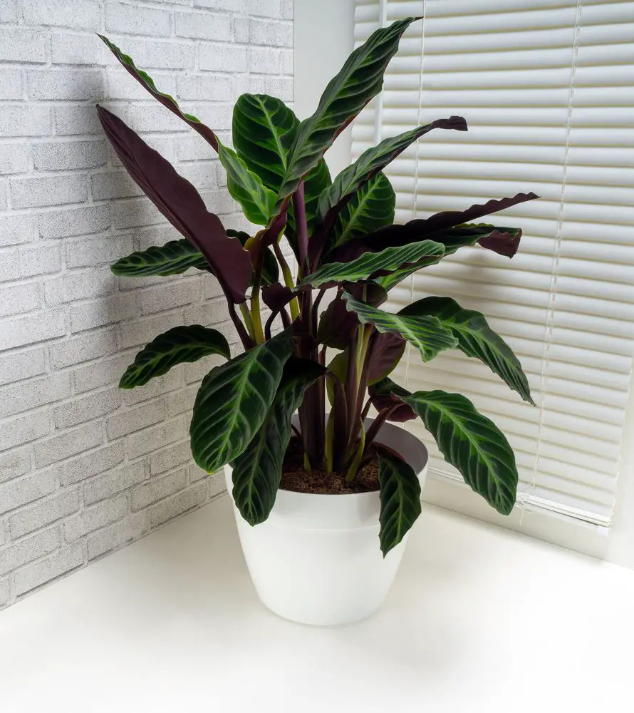 Calathea Warscewiczii - 21 Stunning Calathea Varieties You Will Love - Plus Care Guide