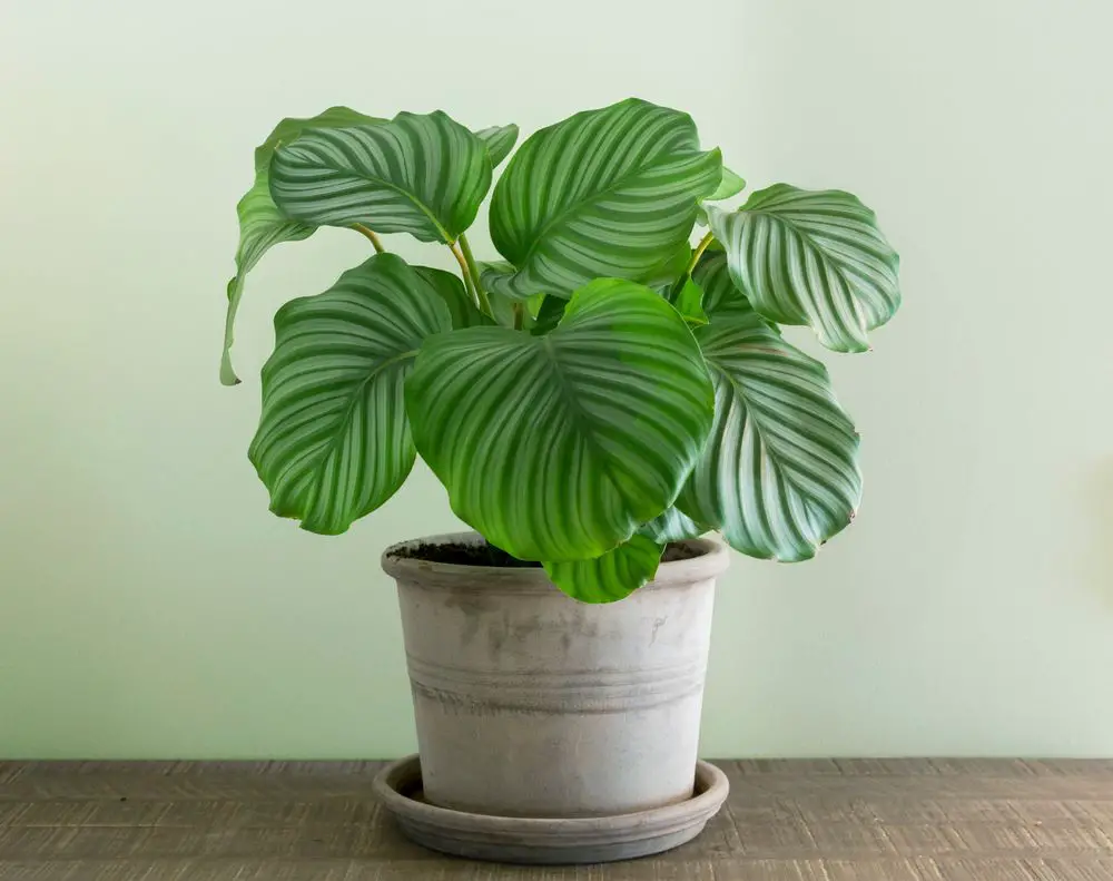 Calathea orbifolia, green indoor plant - 21 Stunning Calathea Varieties You Will Love - Plus Care Guide