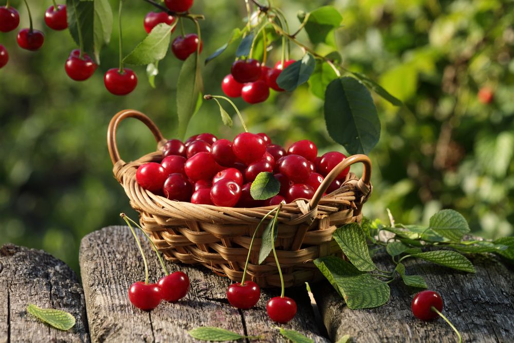 Cherry fruit basket and cherry tree branch - 4 Ways on How to Identify a Tree with Red Berries - Patricia
