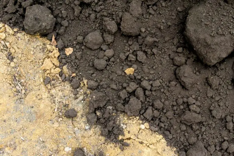 How to Grow Grass in Clay Soil 9 Helpful Tips Green Garden Tribe