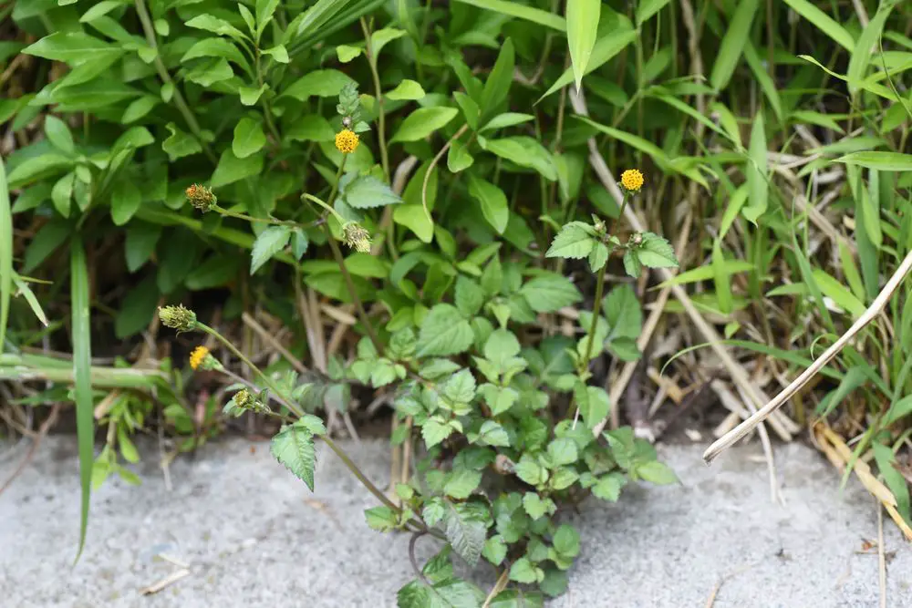 Clay Pebbles Flower