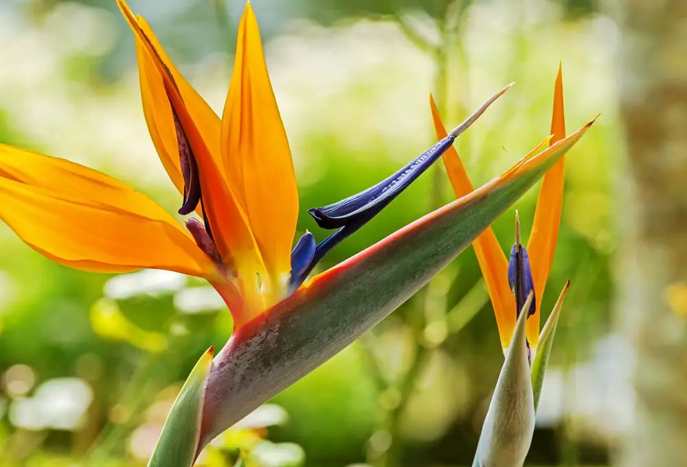 Colorful Bird of Paradise Flower Blossom