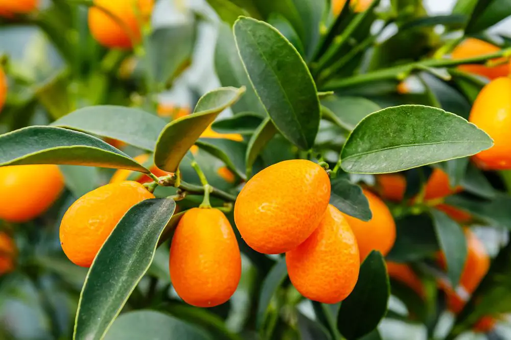 Cumquat orange fruits in garden