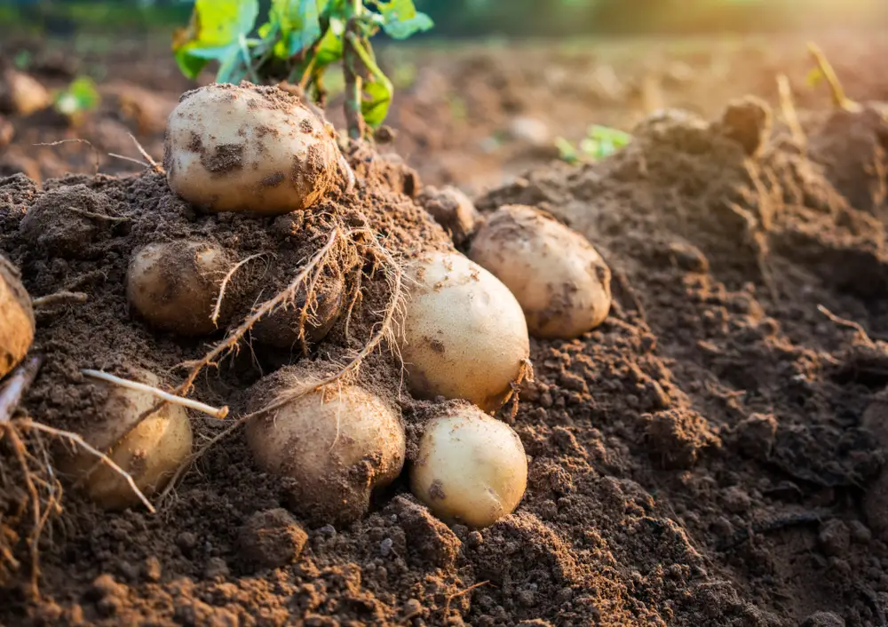 Exposed Potatoes In The Field