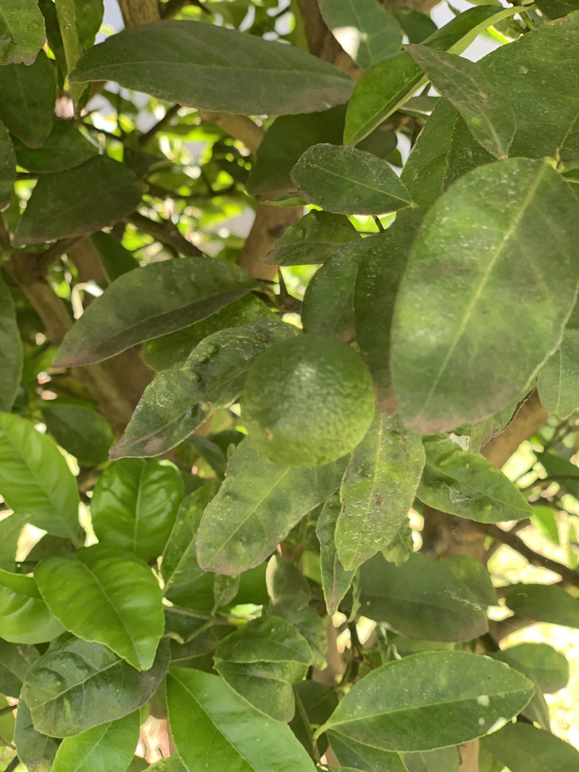 First Fruits: A Young Lemon Tree in Bloom