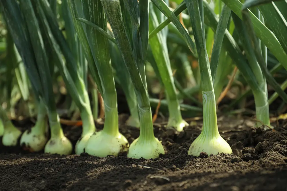 Green Onions Growing in Field
