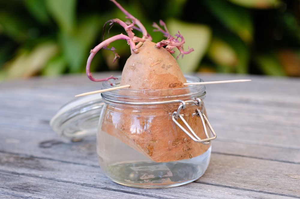 Growing sweet potato slips in a jar of water - How to Make Sweet Potato Slips - Practical Tips! - Patricia
