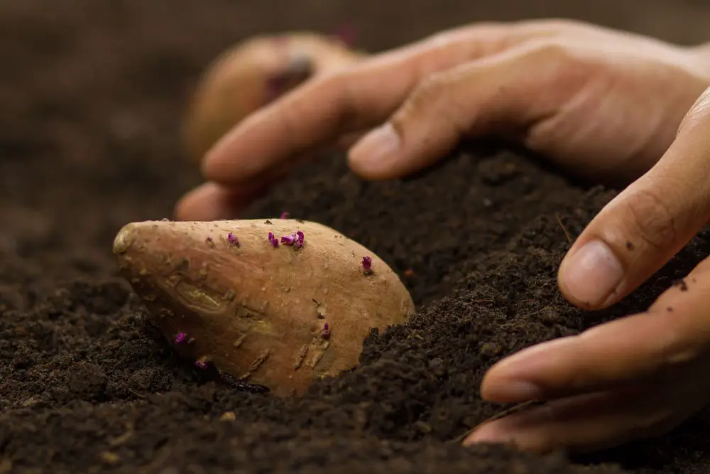 Hand of farmer growing sweet potato at greenhouse - How to Make Sweet Potato Slips - Practical Tips! - Patricia