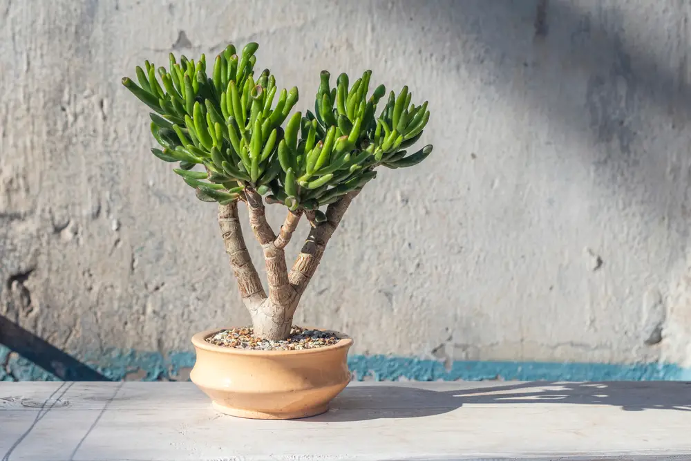 Krassula Ovata Coral