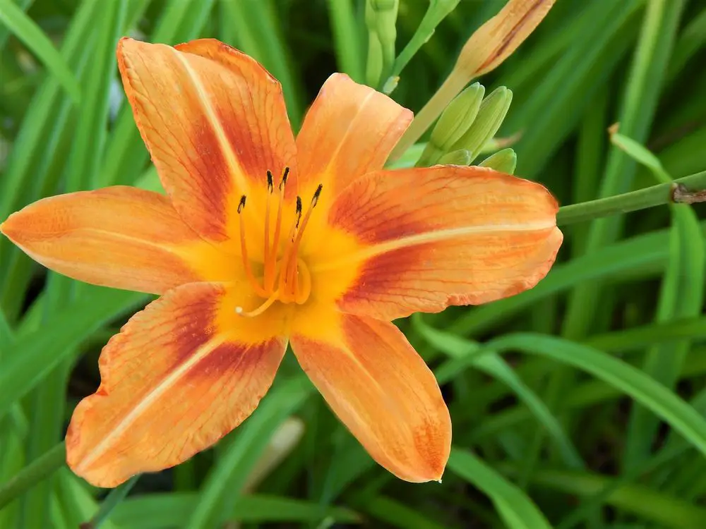 Large Orange Daylily Flower