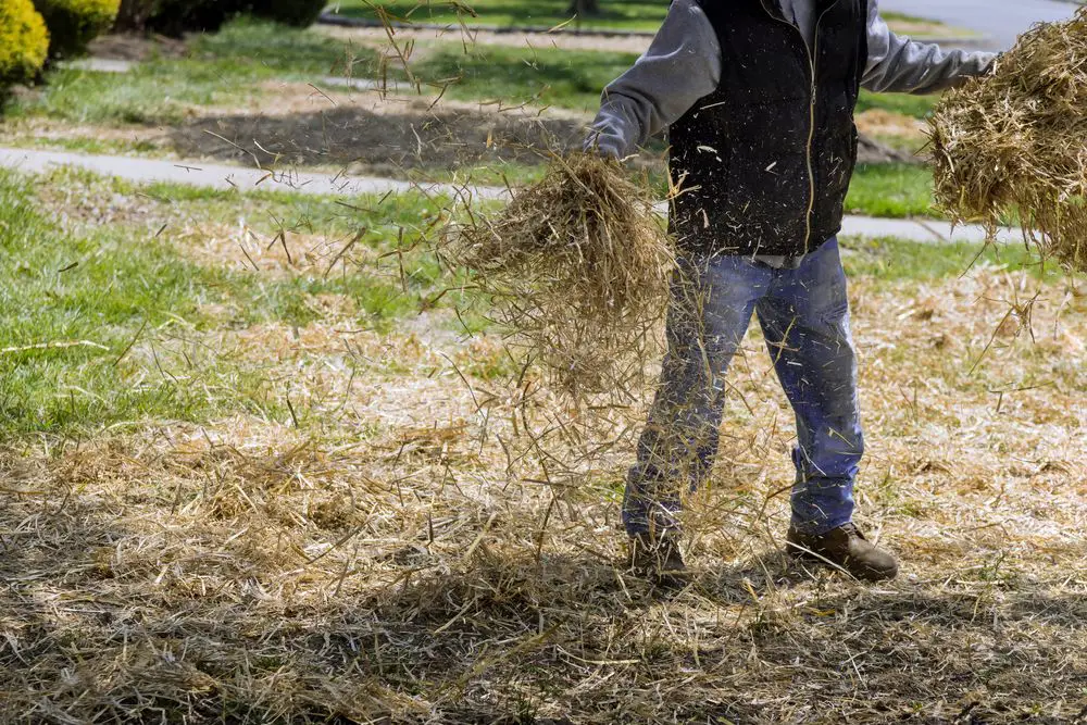 Lawn of Straw Mulch