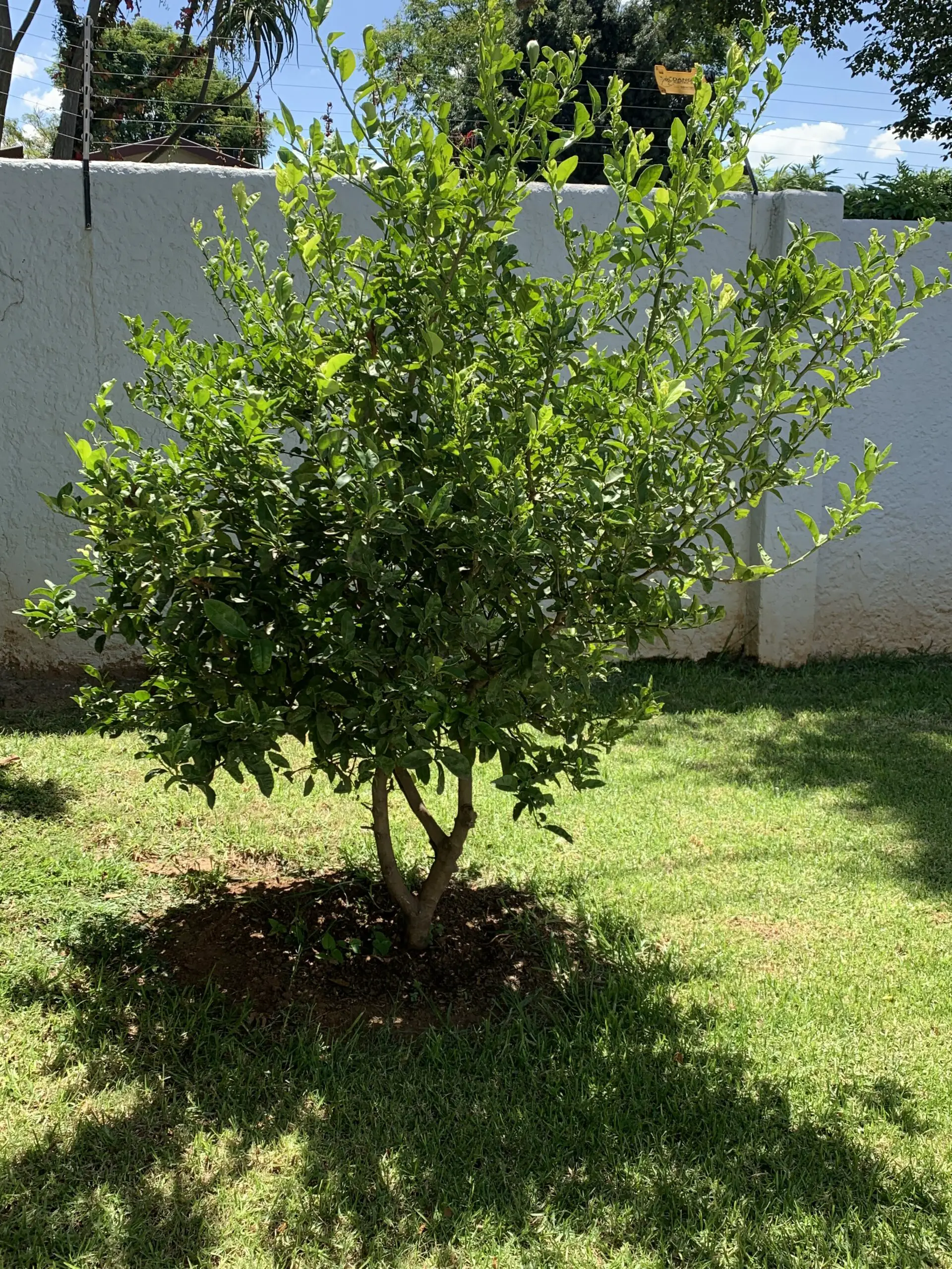 Growing Citrus Bliss: A Young Lemon Tree Thriving in the Backyard