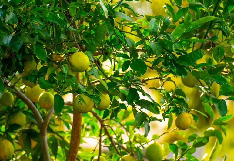 Lemon Tree  - How to Kill Ants in the Yard - Naturally and Easily - Patricia Godwin