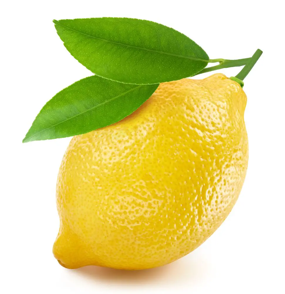 Lemon with lemon leaves - 21 Lemon Leaf Benefits, Plus 9 Culinary Applications! - Patricia