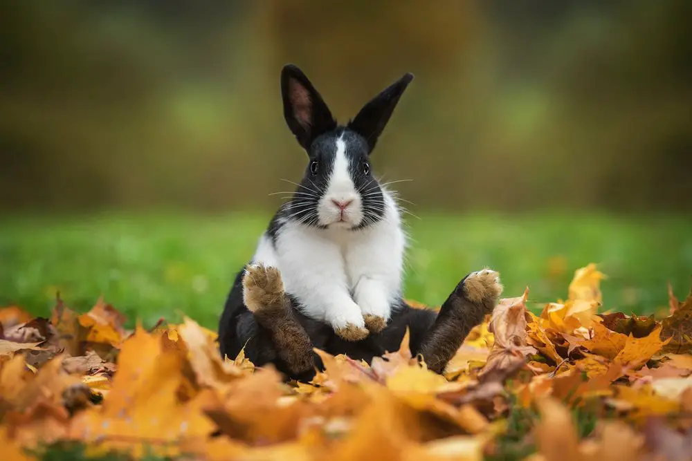 Rabbit in the Garden - 7 Ways on How to Get Rid of Rabbits in Your Yard Naturally