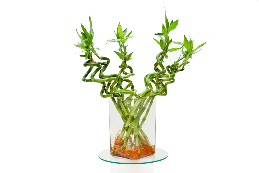 Lucky Bamboo - 21 Fortune Plants with Step by Step Care Guide - Patricia Godwin