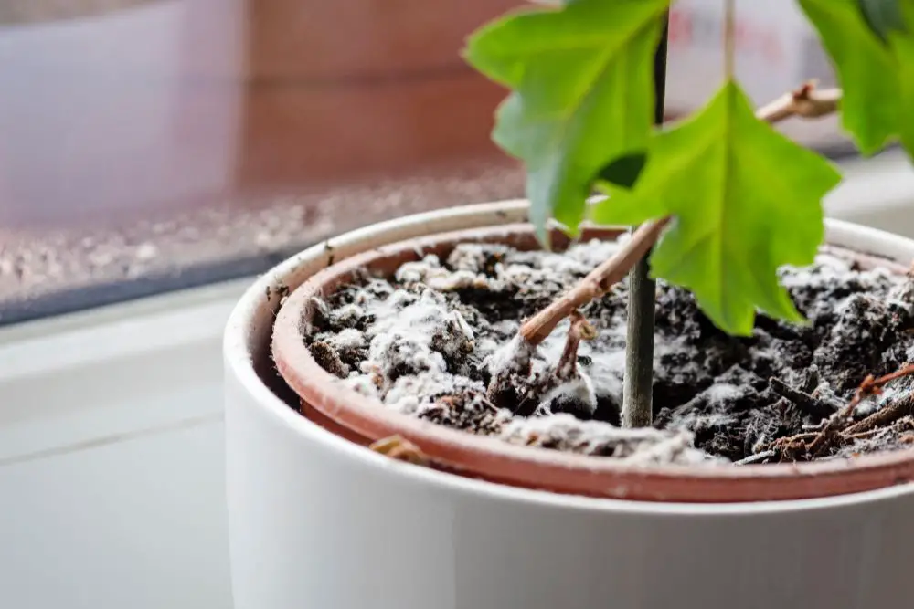 Mold on Potplant - Why Is There Mold on My Houseplant Soil and 4 Ways to Fix It