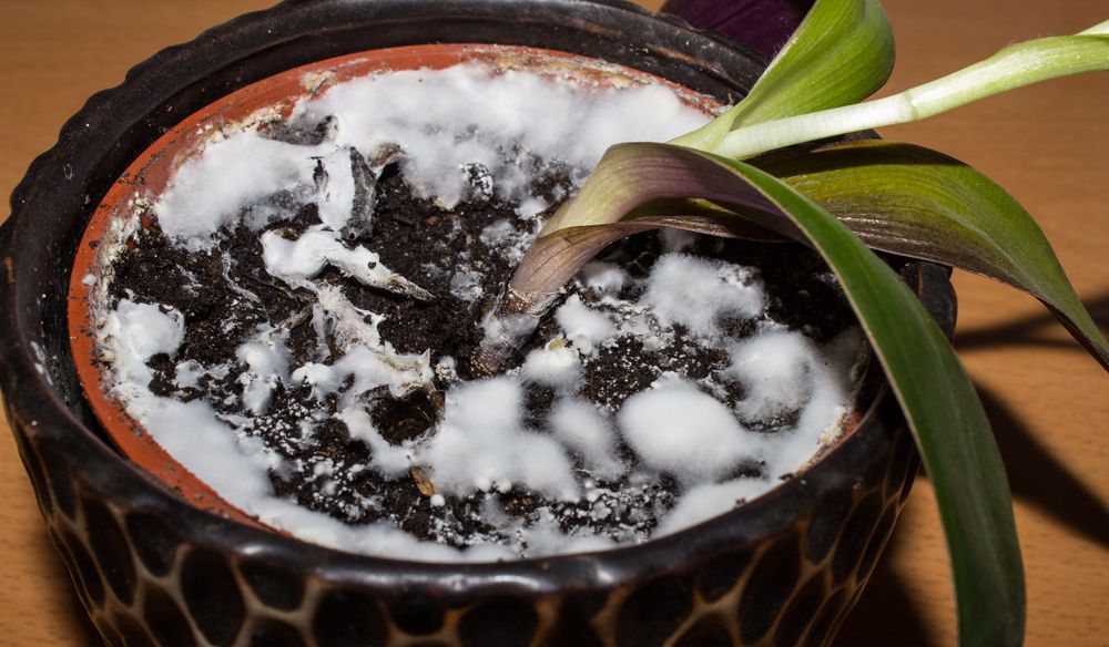 Mold in a flowerpot with a plant - Why Is There Mold on My Houseplant Soil and 4 Ways to Fix It