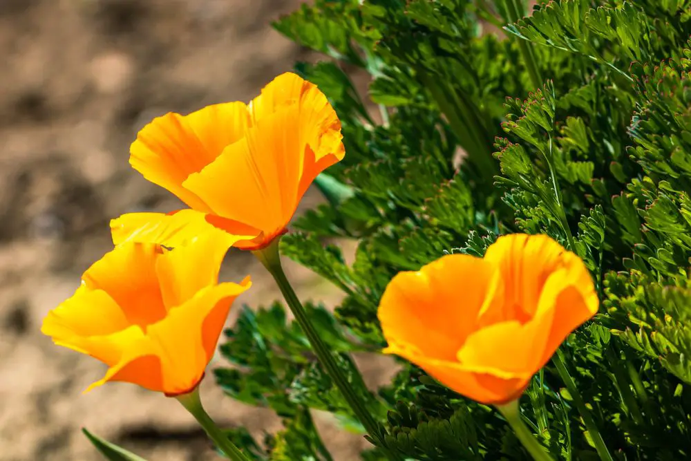 Orange California Poppy - How to Grow Poppies: Six Tips to Grow Healthy Poppies - PatriciaFlowers