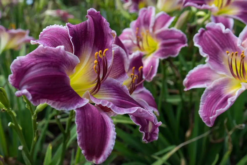 Purple and yellow daylily close-up