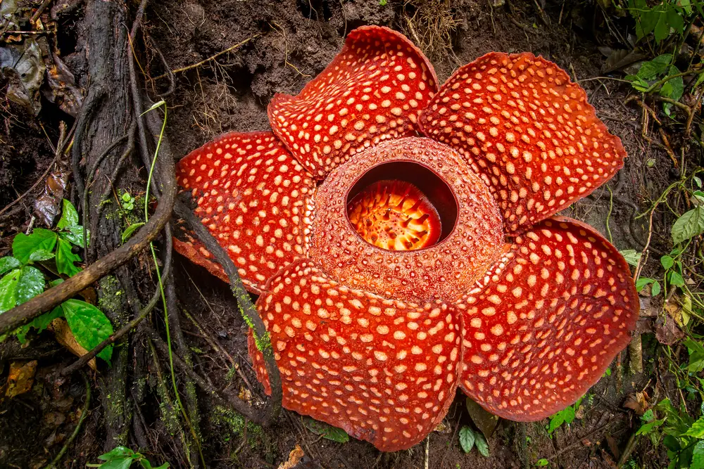 Rafflesia, the biggest flower in the world - 7 Rare Plants of the Philippines - Green Garden Tribe