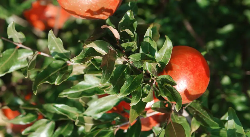 Red pomegranate on green branch