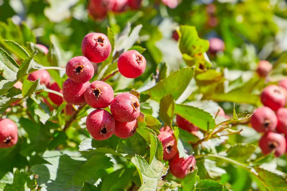 Ripe Hawthorn in Autumn - 4 Ways on How to Identify a Tree with Red Berries - Patricia