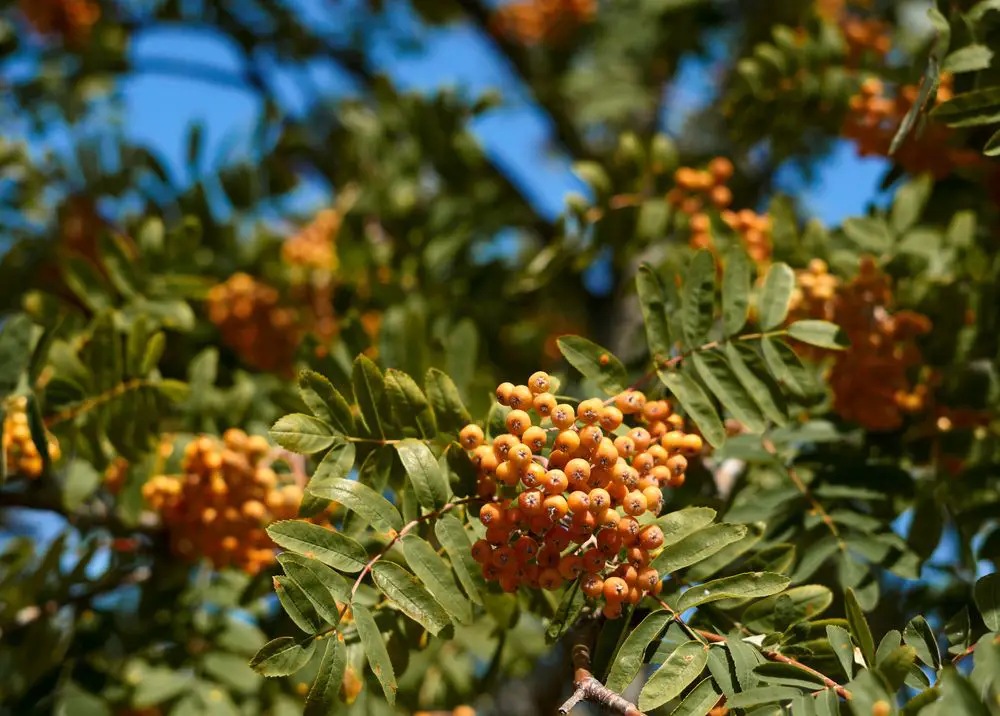 rowan tree. - 4 Ways How to Identify a Tree with Orange Berries or Fruit