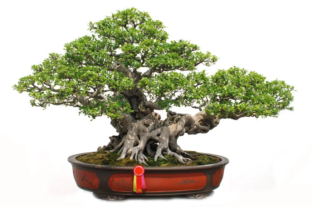 The Chinese Bonsai Tree of Banyan in a Pottery Pot - 21 Fortune Plants with Step by Step Care Guide - Patricia Godwin