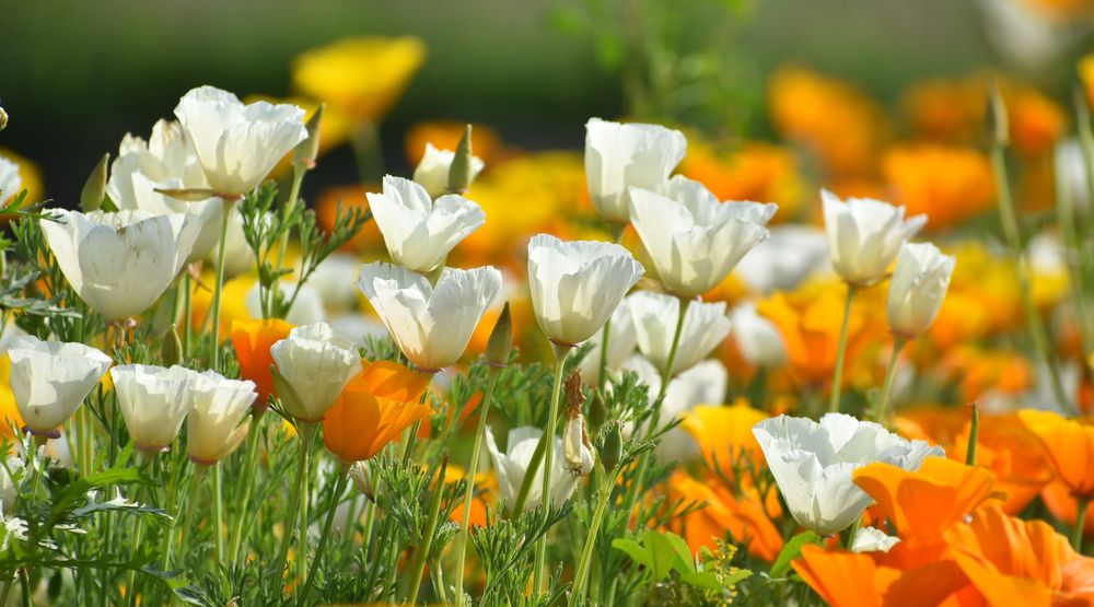 White and Yellow California Poppy Flower - How to Grow Poppies