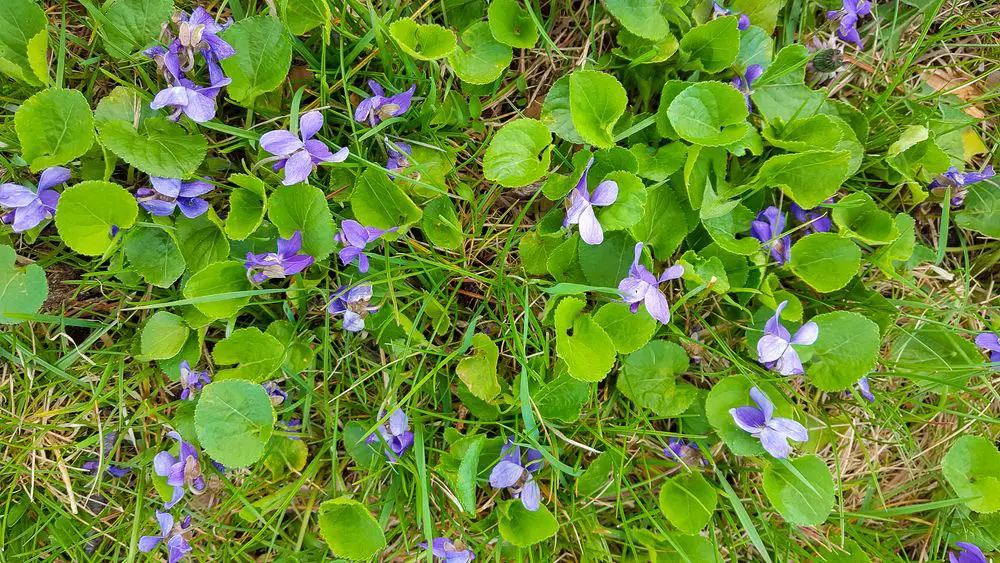 Wild Violet Weed In Dirt