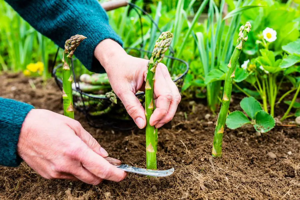 Woman harvesting Asparagus