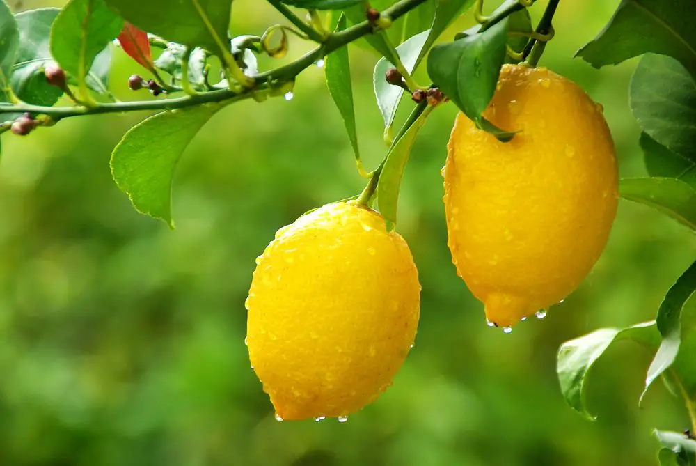 Yellow Lemons Hanging on Tree - 7 Growth Stages of a Lemon Tree - Green Garden Tribe