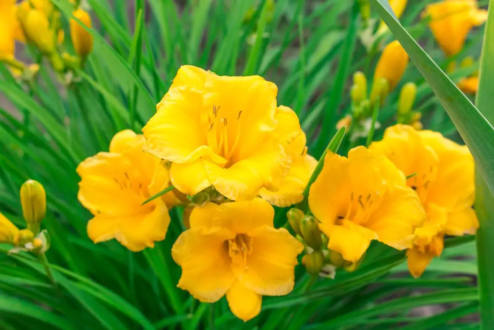 Yellow flowers of the daylily cultivar Stella de Oro