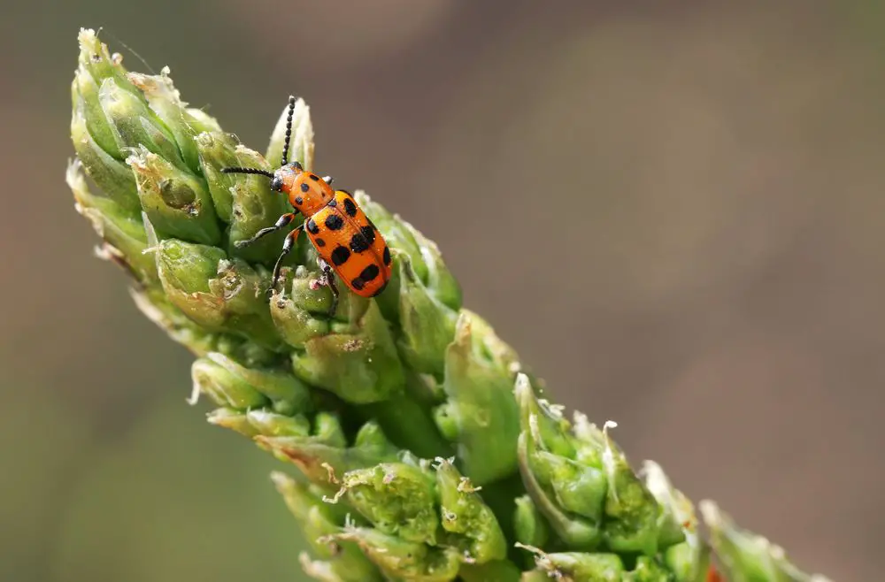 asparagus beetle on the asparagus sprout top - Growth and Care of Asparagus - With Asparagus Growth Cycle!