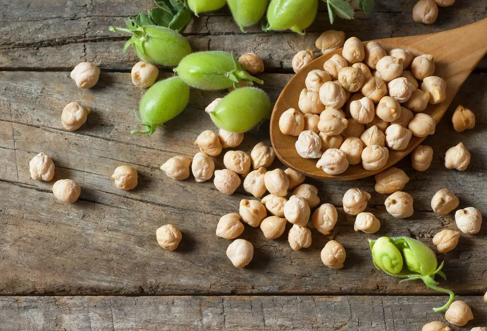 dried chickpeas in wooden spoon 