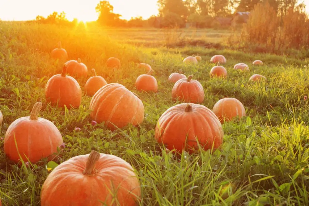 Field with Orange Pumpkins at Sunset