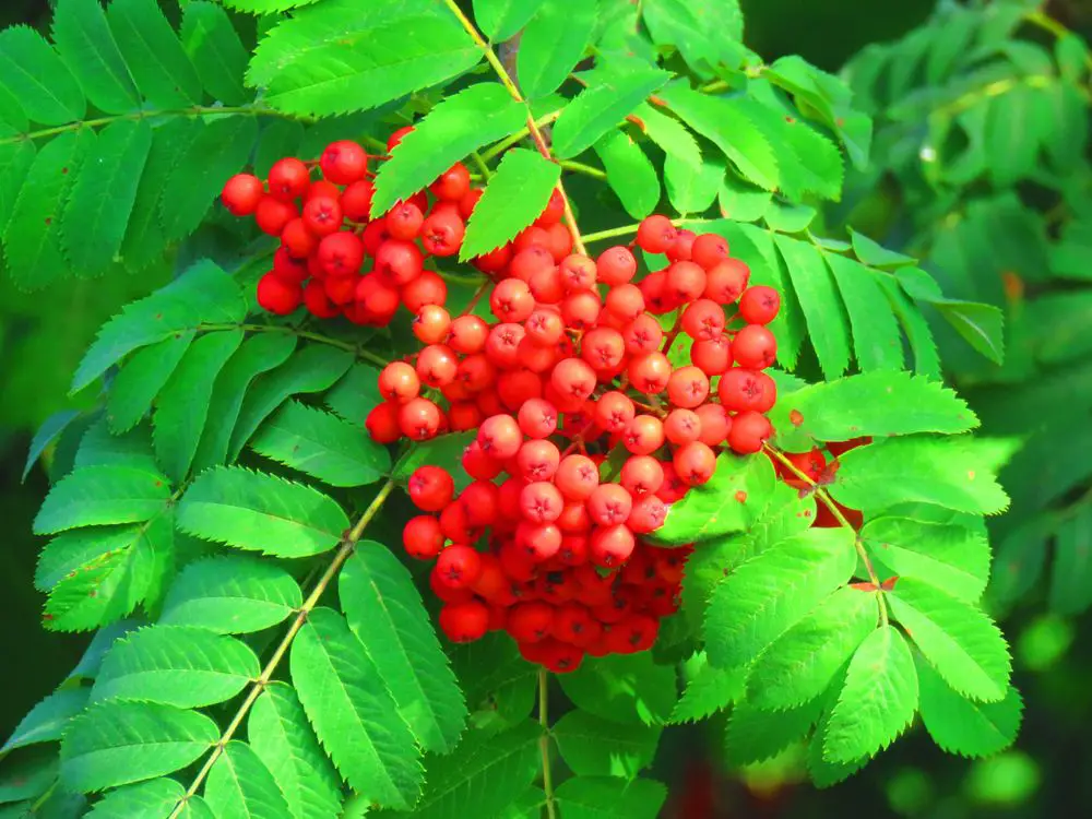 fruits of rowan, Sorbus aucuparia, - 4 Ways How to Identify a Tree with Orange Berries or Fruit