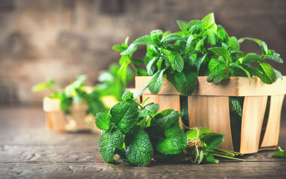 Green Organic Mint Plant - Growing Mint Indoors: Top Growing Methods for Best Results