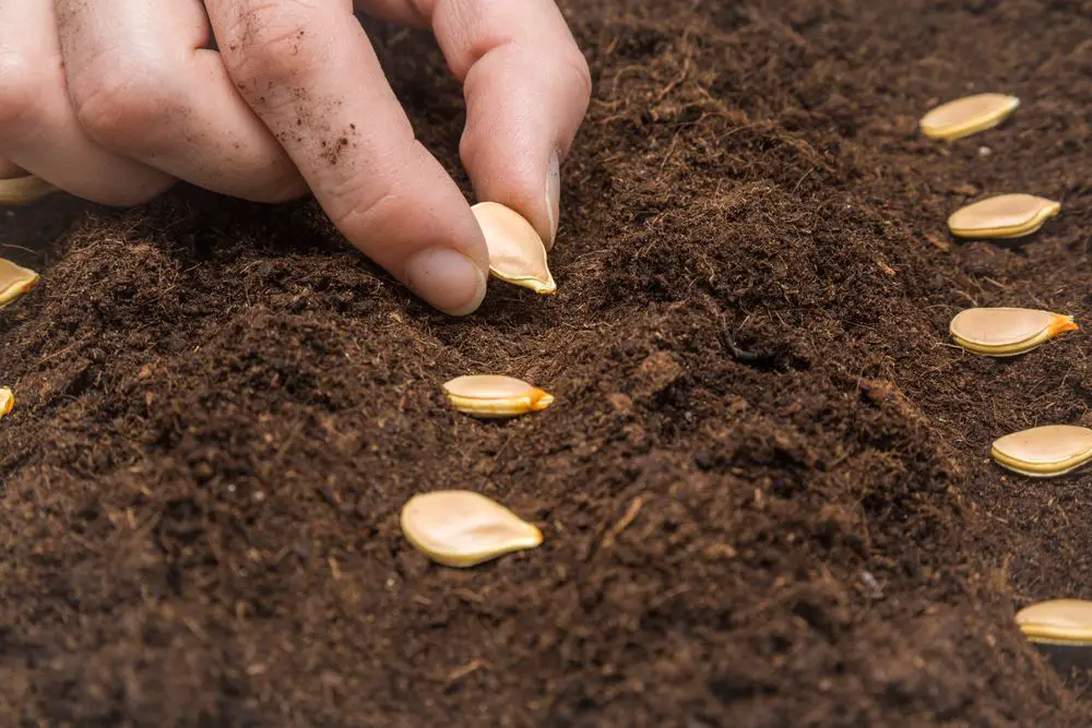  seeding pumpkin seeds in the ground - Plant Growth Stages of Pumpkins: In Six Easy Stages - Patricia