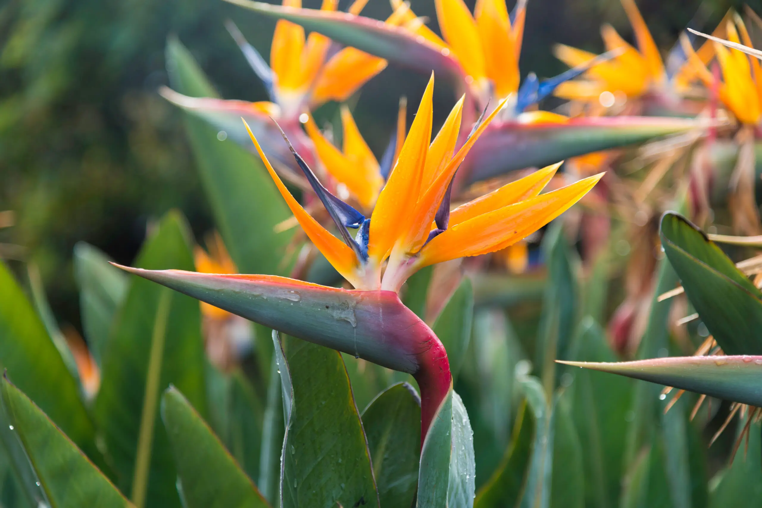 How to Grow and Maintain The Birds of Paradise - Patricia blog