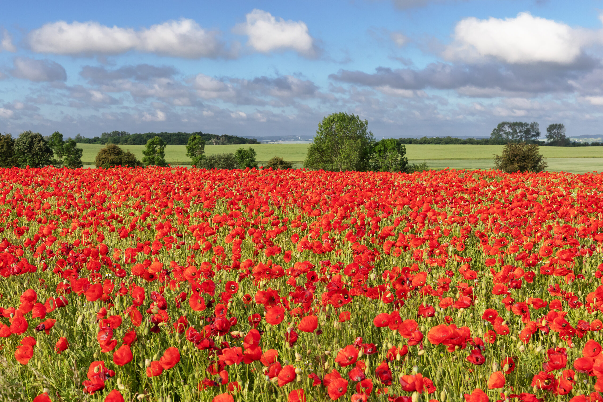 Poppies in Field