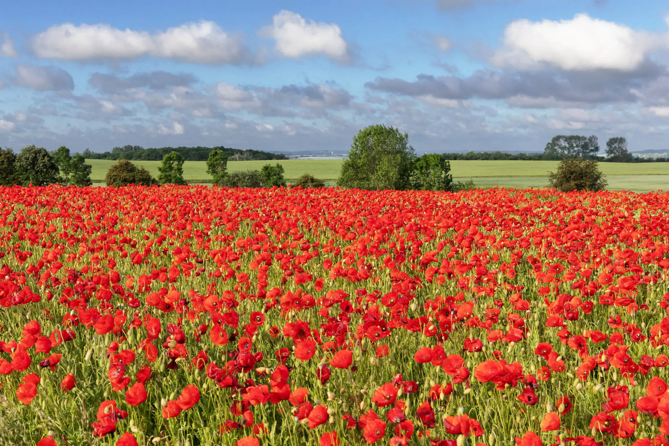 How to Grow Poppies: Eight Top Tips Growing Poppies - Patricia