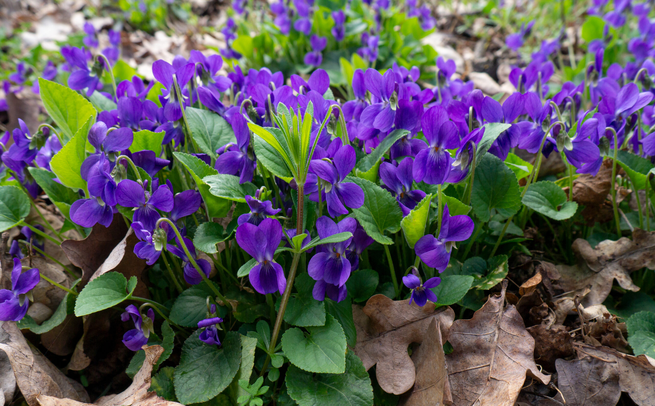 Ten Weeds with Purple Flowers on your Lawn - Patricia Godwin