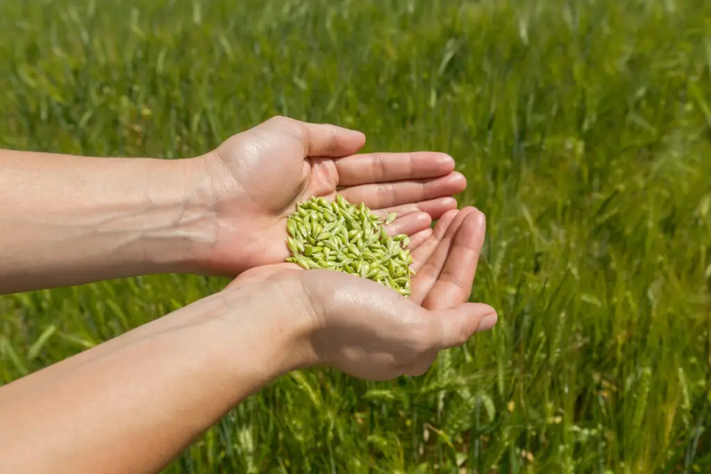 Will Grass Seed Grow If Not Covered? Green Garden Tribe