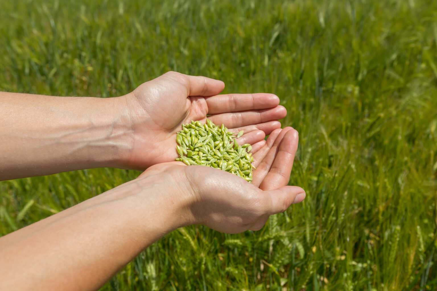 Will Grass Seed Grow If Not Covered? Green Garden Tribe