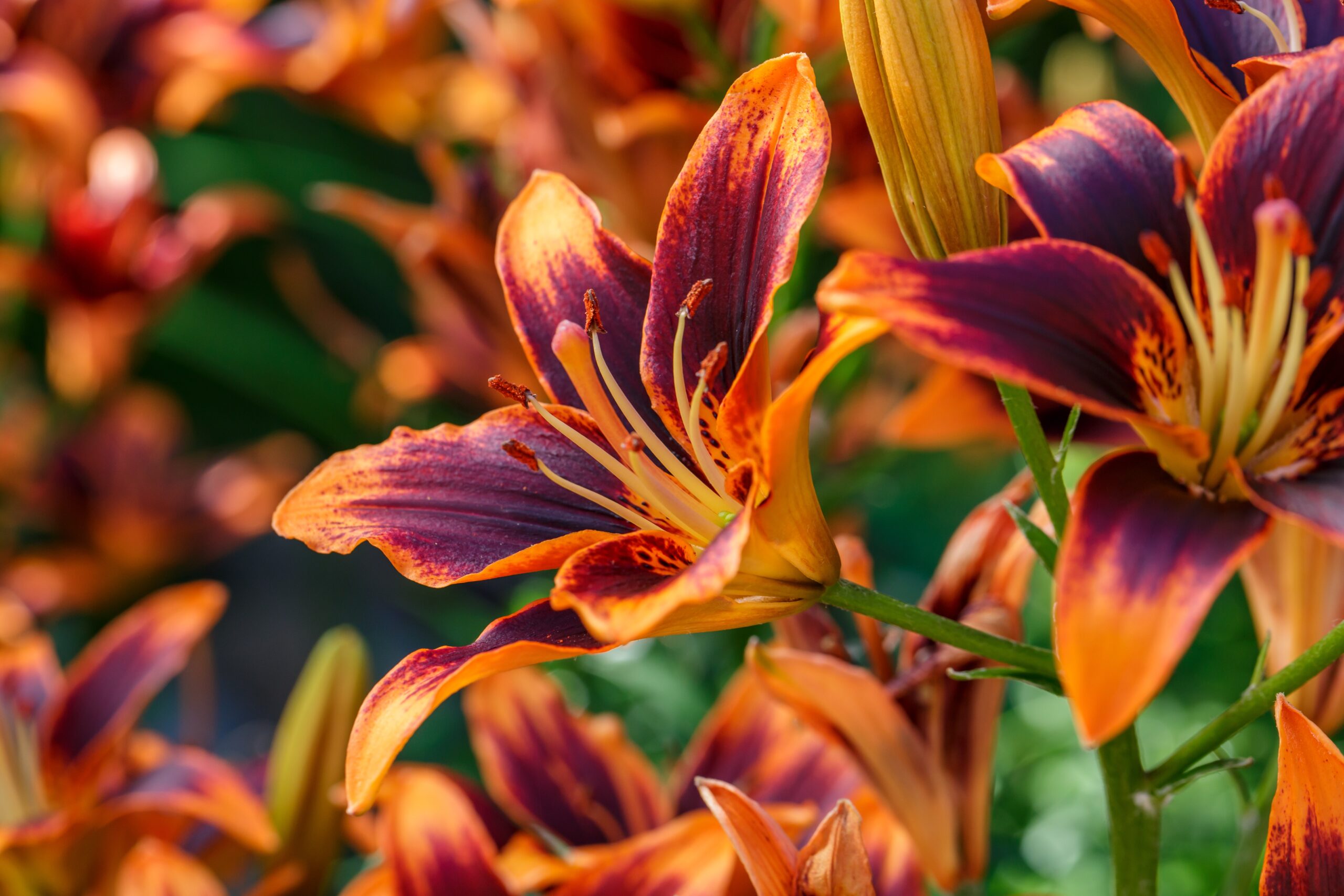 Daylily Colors and Ten Interesting Daylily Facts! - Patricia blog